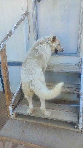 Lost Male Dog last seen O8 and 15th Street West Near The Mall., Palmdale, CA 93551