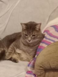 Lost Male Cat last seen N. Jeffries & Santee Ln behind Dominos, Walterboro, SC 29488