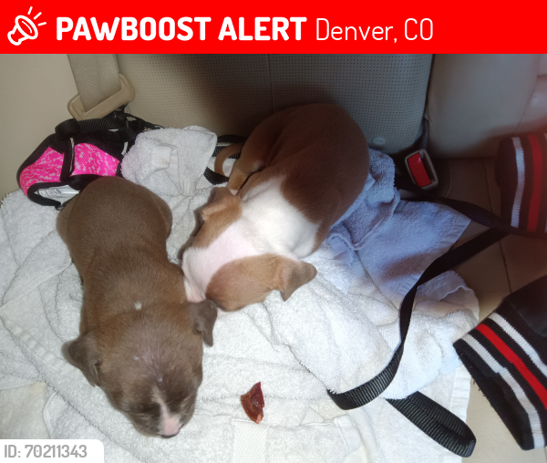 Lost Female Dog last seen Colfax and Broadway , Denver, CO 80202
