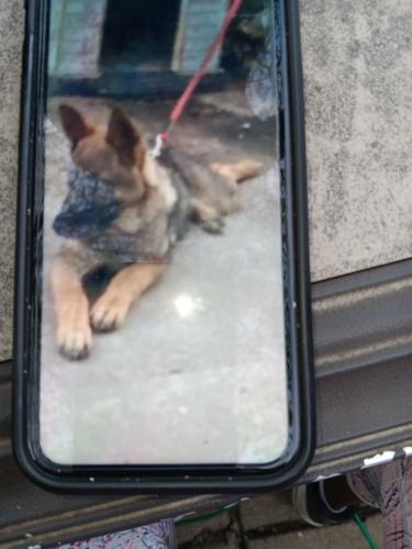 Lost Male Dog last seen Noland and east 10th st, Indianapolis, IN 46201