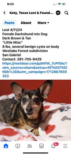 Lost Female Dog last seen Mason Rd, Houston, TX 77084
