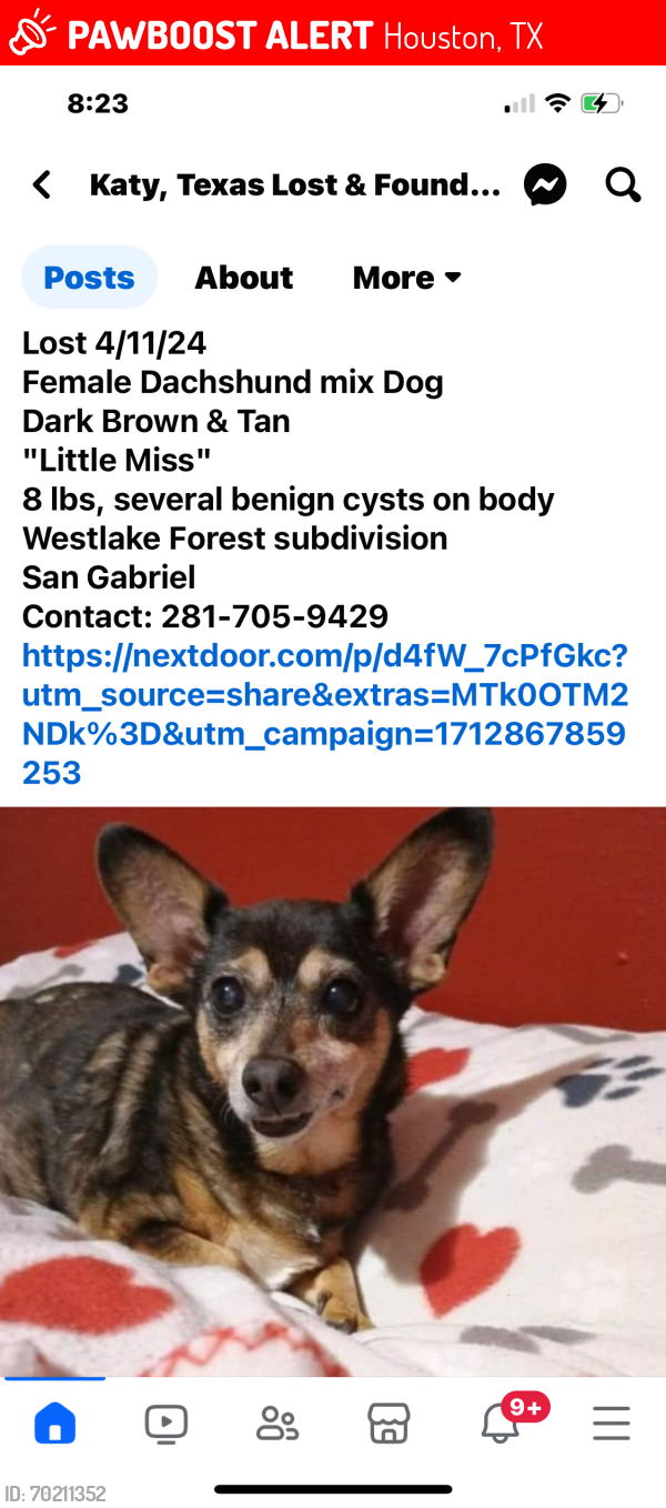 Lost Female Dog last seen Mason Rd, Houston, TX 77084