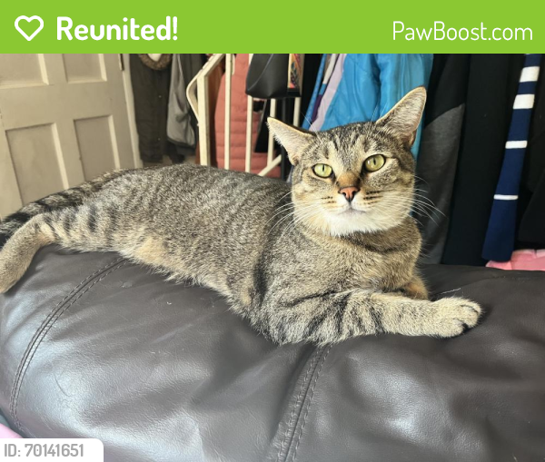 Reunited Male Cat last seen 48th and Richardt Ave, Lawrence IN , Lawrence, IN 46226