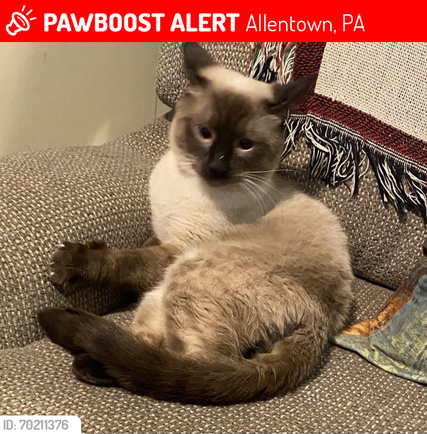 Lost Male Cat last seen Linden and Turner, Allentown, PA 18102
