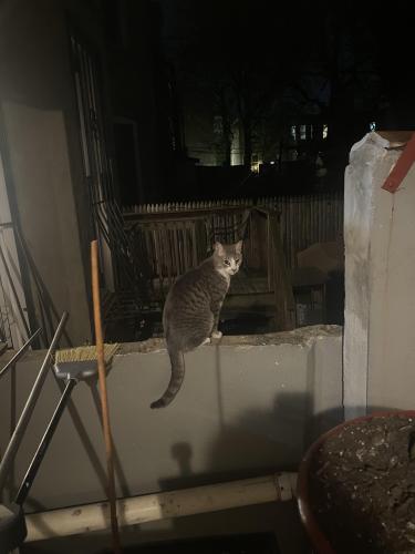 Lost Male Cat last seen Between Troy and Schenectady avenues , Brooklyn, NY 11213