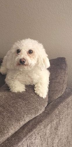 Lost Male Dog last seen King and Wilpet, Rio Rancho, NM 87144