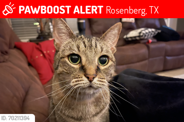 Lost Female Cat last seen Japonica and Turnbull , Rosenberg, TX 77469