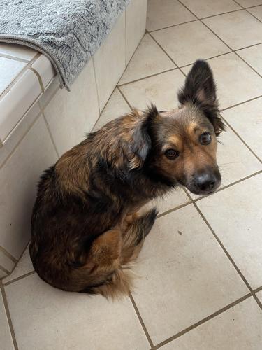 Lost Female Dog last seen Ran into parking lot of The Reserve apmt complex through gate the connects to Chisom Creek, San Antonio, TX 78249