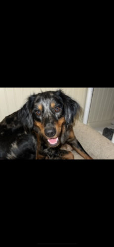 Lost Female Dog last seen Lucasville ohio, Lucasville, OH 45648