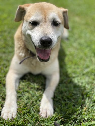 Lost Female Dog last seen Peach & Littlecrest , Houston, TX 77093