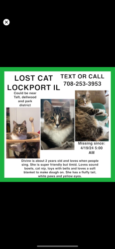 Lost Female Cat last seen Dell wood park Lockport  / Taft , Lockport, IL 60441