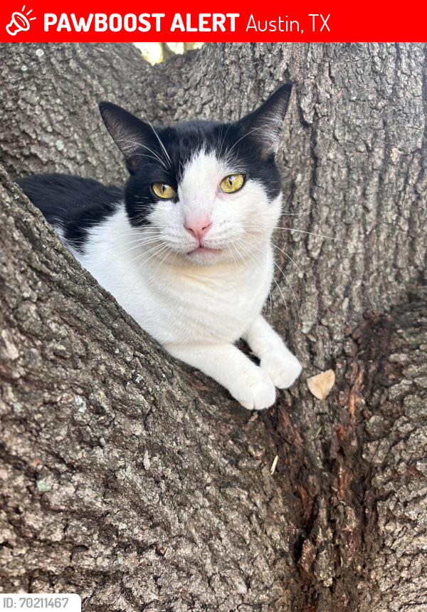 Lost Male Cat last seen Circle dr , Austin, TX 78748