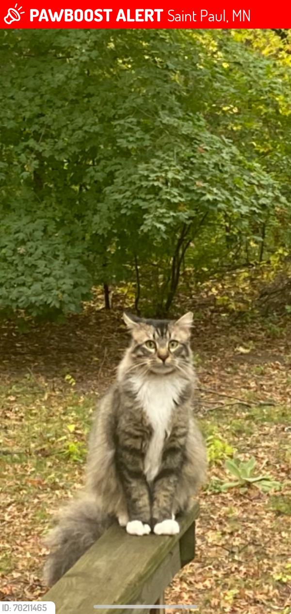 Lost Male Cat last seen Pleasant view drive and 81st ave, Saint Paul, MN 55112