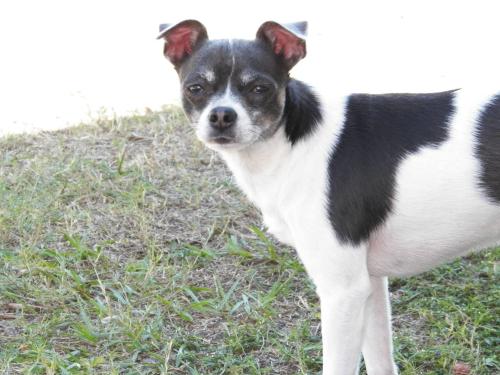 Lost Male Dog last seen Briar Cliff Dr & Moog Rd, Pasco County, FL 34690