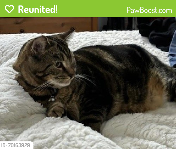 Reunited Male Cat last seen Greenbush Rd and 122, Camden, OH 45311