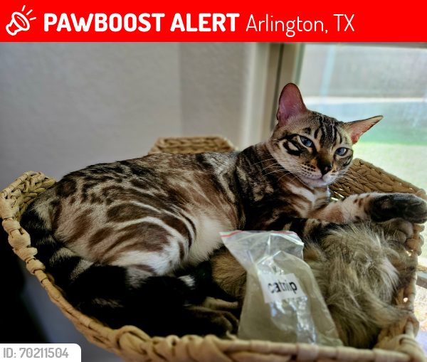 Lost Male Cat last seen Calender and west harris, Arlington, TX 76001