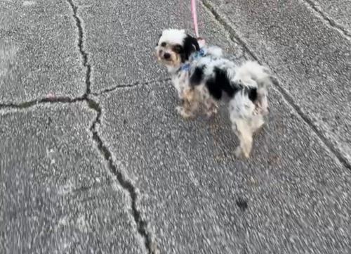 Lost Male Dog last seen Floresta Elementary and Crosstown Bridge , Port St. Lucie, FL 34983