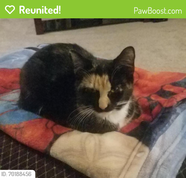 Reunited Female Cat last seen Shore Drive & Delmar Rd, Edgewater, MD 21037