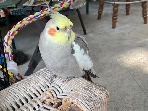 Lost Male Bird last seen Off A1A between commercial and Atlantic. Subdivision called Bel Aire, Pompano Beach, FL 33062