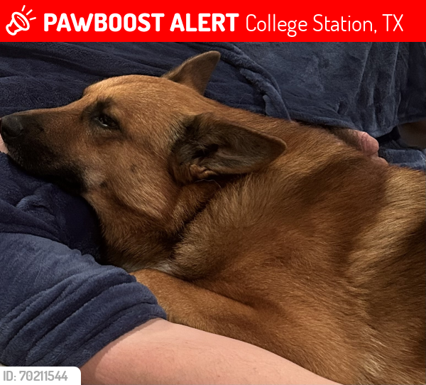 Lost Male Dog last seen Near Mojave Canyon Dr College Station, TX  77845 United States, College Station, TX 77845