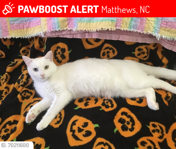 Lost Female Cat last seen Pine Chase Lane, Matthews, NC 28105