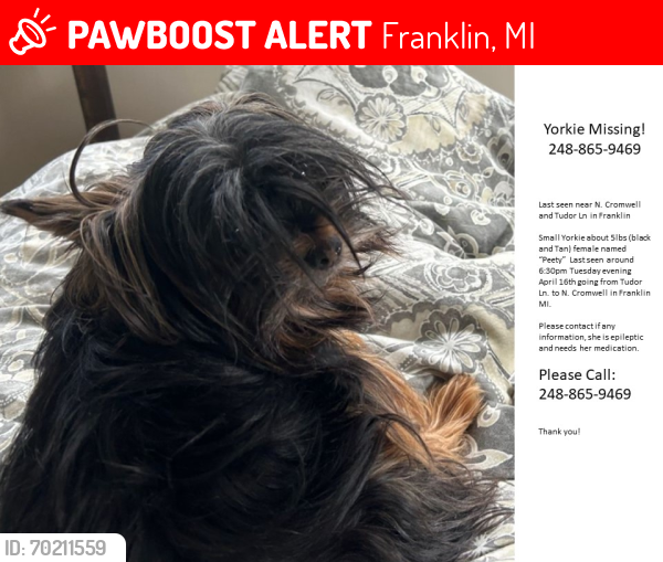 Lost Female Dog last seen North Cromwell and Telegraph Rd, Franklin, MI 48025