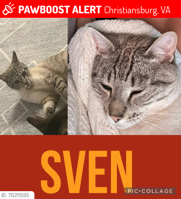 Lost Male Cat last seen Peppers Ferry, Christiansburg, VA 24073