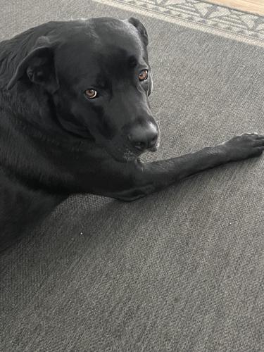 Lost Male Dog last seen Maryland Ave. and Western Ave. North (St. Paul, MN), Saint Paul, MN 55103