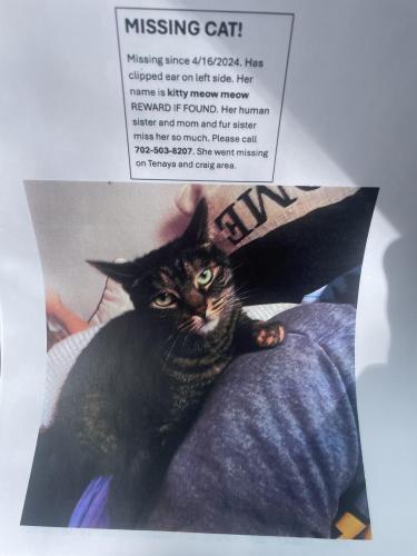 Lost Female Cat last seen Craig and tenaya , Las Vegas, NV 89129