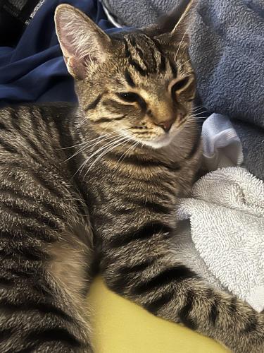 Lost Female Cat last seen Hayes and Walnut Blossom Ave, San Jose, CA 95123