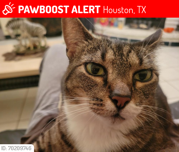 Lost Female Cat last seen Bellaire Blvd & Westwick Dr , Houston, TX 77072