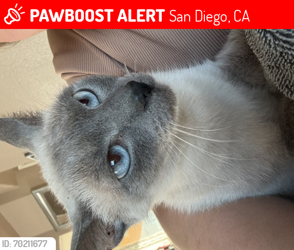 Lost Female Cat last seen Boston Ave & S 40th St, San Diego, CA 92113