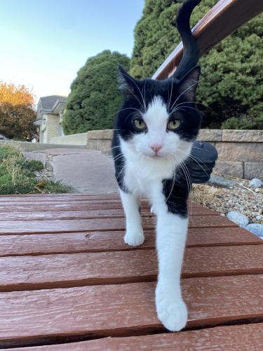 Lost Male Cat last seen 104th and Lowell, Westminster, CO 80031