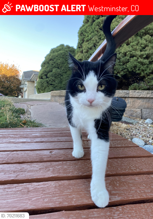 Lost Male Cat last seen 104th and Lowell, Westminster, CO 80031