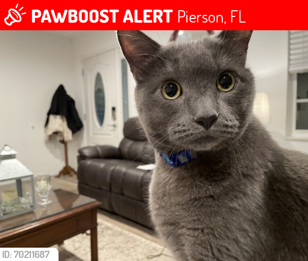 Lost Male Cat last seen 2nd avenue , Pierson, FL 32180