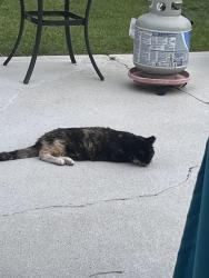 Lost Female Cat last seen Near and Suggs street , Loris, SC 29569