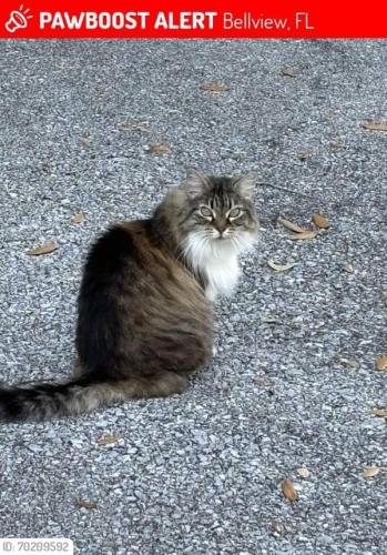 Lost Female Cat last seen Dallas ave and Bellview ave , Pensacola, FL 32526