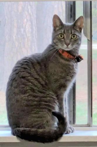 Lost Male Cat last seen Near Beaver Lane, Henrico, VA, Henrico, VA 23228