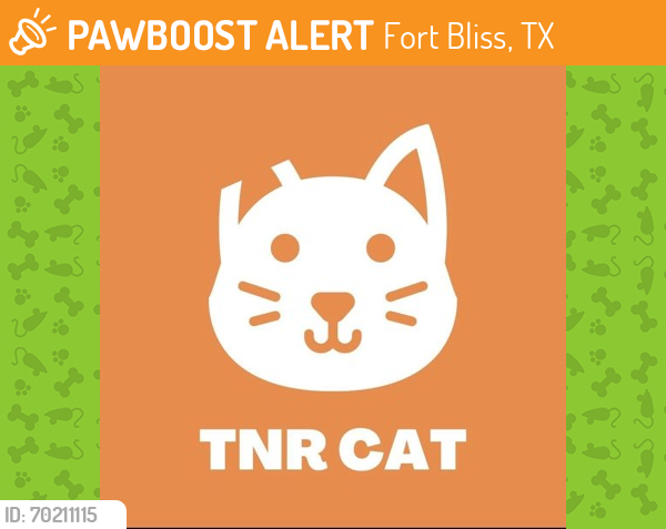 Shelter Stray Male Cat last seen Near VISTA DEL SOL, CITY of El Paso, , Fort Bliss, TX 79906