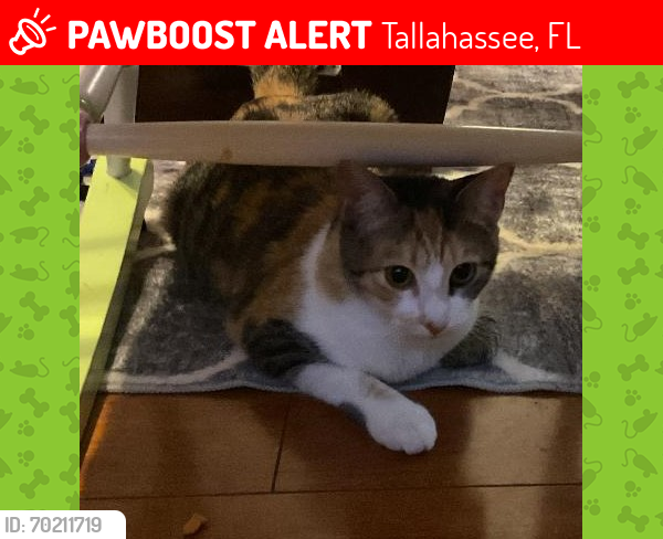 Lost Female Cat last seen Faulk Dr and Kimbrel, Tallahassee, FL 32303