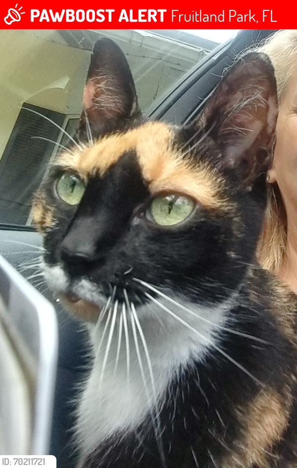 Lost Female Cat last seen Tropic Circle & Olive Ave, Fruitland Park, FL 34731