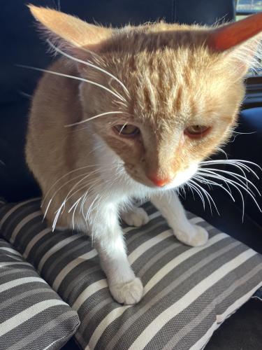 Lost Male Cat last seen High country humane, Coconino County, AZ 86004