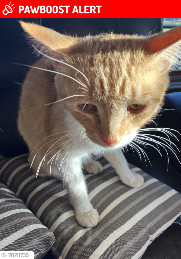 Lost Male Cat last seen High country humane, Coconino County, AZ 86004