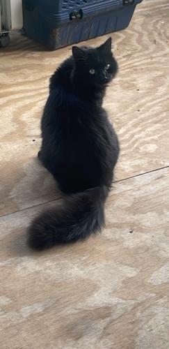 Lost Male Cat last seen AirPort rd/buffalo shoals, Statesville, NC 28677
