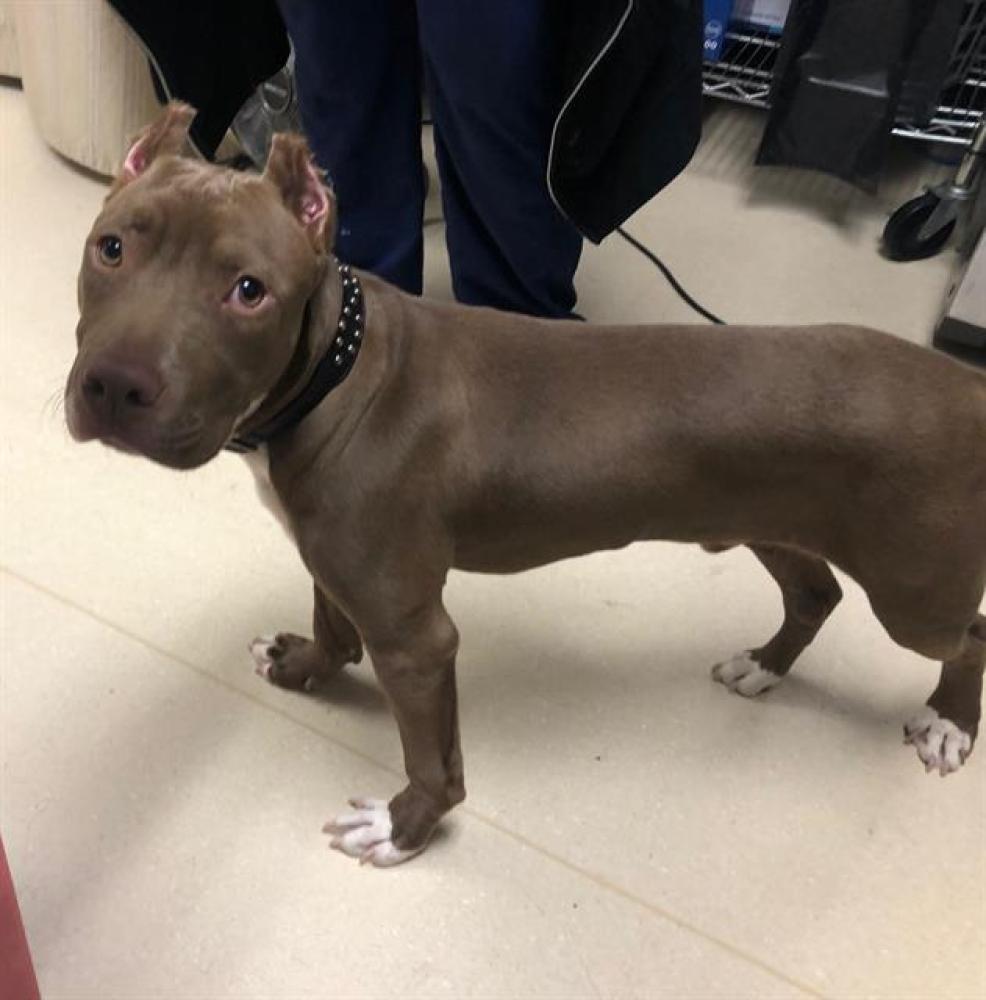 Shelter Stray Male Dog last seen Near BLOCK N 62ND ST, West Milwaukee, WI 53215