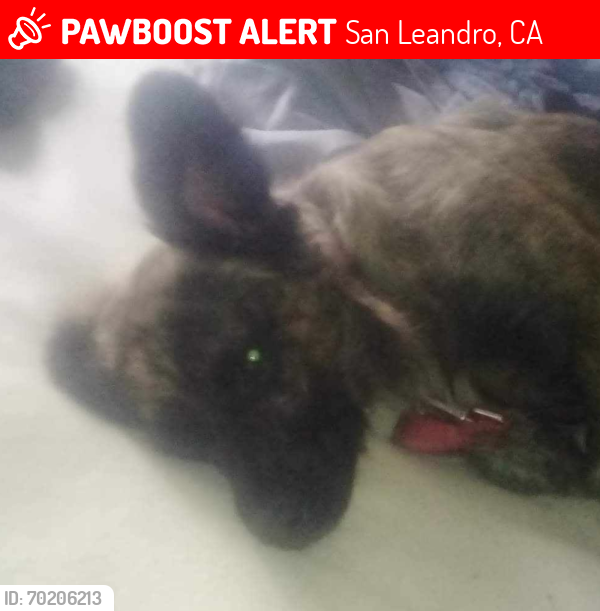 Lost Male Dog last seen Springlake dr. @ Hesperian Blvd., San Leandro, CA 94578