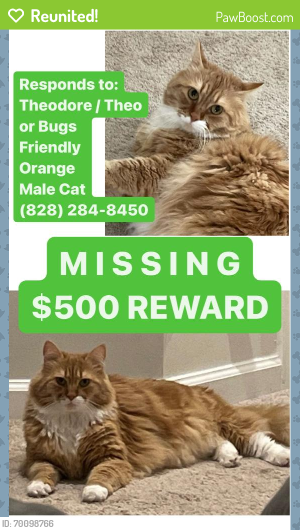 Reunited Male Cat last seen Highline trail Greenville SC, Greenville, SC 29607