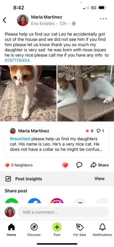Lost Male Cat last seen Umstead rd , Durham, NC 27712
