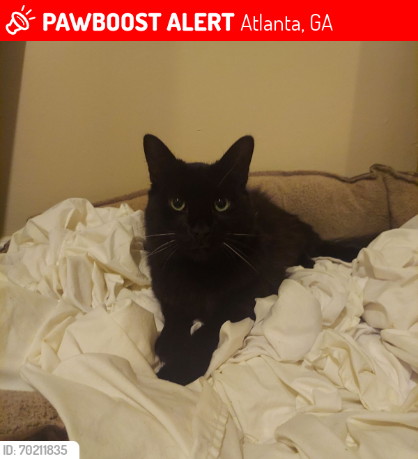 Lost Female Cat last seen End of Grant Terrace near the Beltline , Atlanta, GA 30315