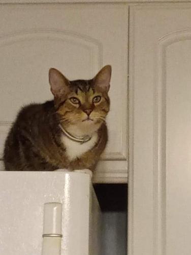 Lost Male Cat last seen Ramblewood area,close to Nations Ford, Charlotte, NC 28273